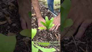 Calendula Planting [upl. by Noiwtna]