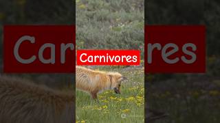 Who are Carnivores facts science [upl. by Airlee]