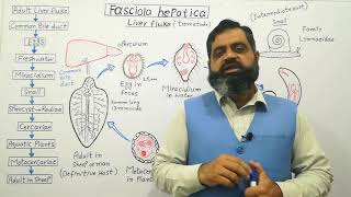 Class Trematoda English medium profmasoodfuzail Life cycle of Liver Fluke  Fasciola hepatica [upl. by Seline750]