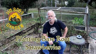 Planting Bare Root Strawberries [upl. by Rehtse]