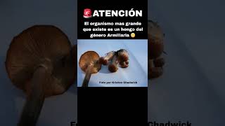 Armillaria ostoyae ES EL ORGANISMO VIVO MÁS GRANDE que existe noticias hongo biologia ciencia [upl. by Nednerb]