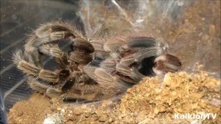 Tarantula Molting Time Lapse  Chilean Rose HairGrammostola Rosea [upl. by Nay952]