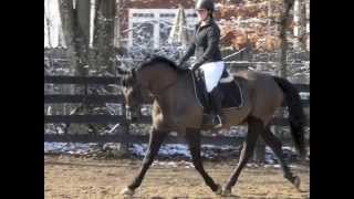 Stonehurst January Dressage Show 2015 [upl. by Bonnes]