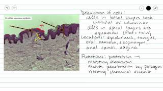 Stratified Squamous Epithelium [upl. by Annaert]