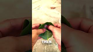 Catch Chicken With a LEAF 😱 shorts lifehacks lifetips [upl. by Adnor]