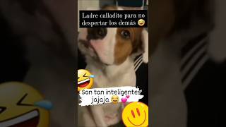 Ladre pasito que estan durmiendo🤣 dog shorts tiktok pets crazy fyp humor art video memes [upl. by Rolo]