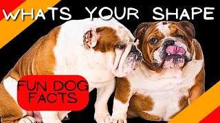 whats your shape Understanding Dog Head Shapes and Why It Matters [upl. by Ycinuq]