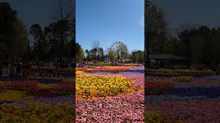 Floriade 2024 Canberra shrots youtubeshorts travel [upl. by Ecnerual]