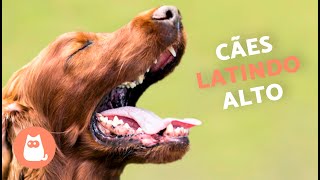 Cachorros LATINDO ALTO 🐶🔊 Veja como seu CÃO REAGE [upl. by Ahsiek355]