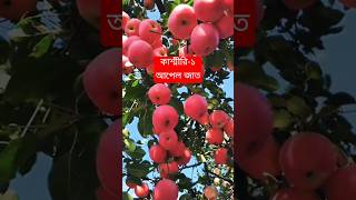 দেখুন কত আপেল ধরেছে 🍎🍎🍎🍎🍎🍎foryou farming fruit ⃣ ইস্তেগফার [upl. by Jankell]