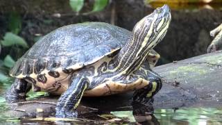 Gelbwangenschmuckschildkröte Trachemys scripta scripta [upl. by Ayanad]