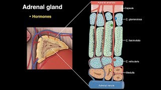 Adrenal gland [upl. by Madelene]