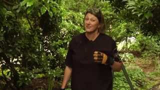 How to Prune a Pierus Tree  Video Tutorials with Plant Amnesty [upl. by Annamaria]