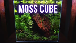 LOW TECH MOSS AQUARIUM setup  Step by step AQUASCAPING TUTORIAL  EP1 MOSS NANO CUBE AQUARIUM [upl. by Nolan]