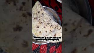 example of Saprophytic nutritionfungus on chapati [upl. by Anehsak]