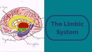 The Limbic System [upl. by Howlan110]