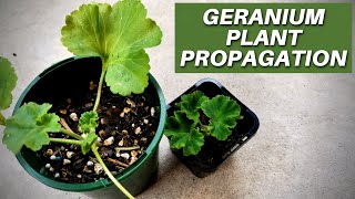 Geranium Plant Propagation Under a Minute shorts [upl. by Hassi]