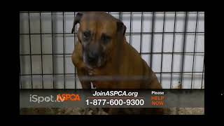 The aspca commercial part1 [upl. by Eupheemia]