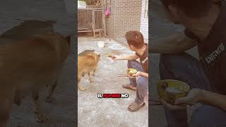 Este Perro Rechazó un Trozo de Pollo y lo Que Hizo Después Te Sorprenderá 😮 [upl. by Teirtza]