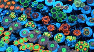 Zoanthid Identification  35 Different Types  CloseUp 4k Ultra HD [upl. by Cassaundra]