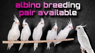 albino cockatiel breeding pair available 😍😍 birds cockatielsing birdslover cockateil cockatiel [upl. by Sirama701]