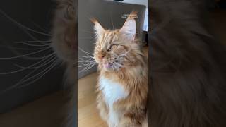 ekekekkekkek 🦁 gorgeous maine coon cat chirping [upl. by Srednas253]