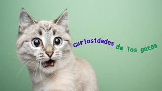 CURIOSIDADES QUE DESCONOCÍAS DE LOS GATOS  CURIOSITIES YOU DID NOT KNOW ABOUT CATS gatos cats [upl. by Tenom963]