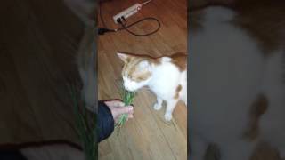 Chat mange de lherbe purgé [upl. by Adnoluy269]