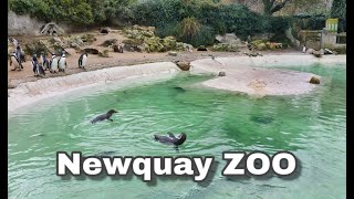 Newquay ZOO park [upl. by Ardnovahs]