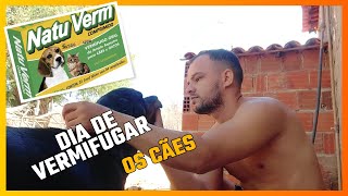 Dia de vermifugar os cães com natu verm [upl. by Assetnoc855]