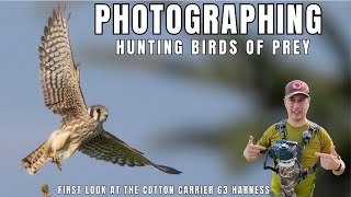 Bird of Prey Photography  Autumn Meadow Hunting Falcons using Canon R3 amp Cotton Carrier G3 Harness [upl. by Aiciled814]