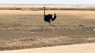 Kenyas Best Kept Secret 3 Hidden Ostrich Habitats in Amboseli [upl. by Junno]