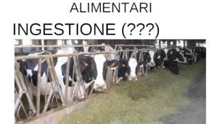 CONCETTI DI BASE di alimentazione della bovina da latte [upl. by Cynth689]