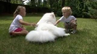 Samoyed 101 dogs [upl. by Wilma737]