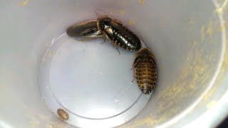 Dubia Roach Care Breeding and Setup [upl. by Enwad]