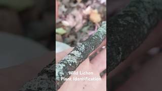 Wild Lichen Plant Identification  Medicinal Plants 🤍✨️🕊 herbalism foraging [upl. by Aicilehp]