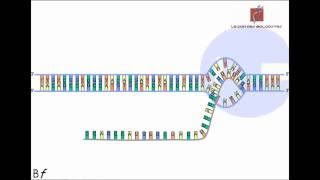 La transcription de lADN en ARN messager Animation [upl. by Eerehc]