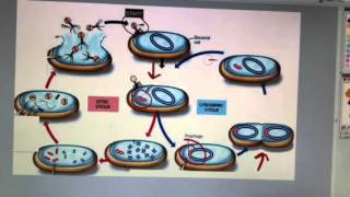 Lytic and lysogenic cycles [upl. by Euqinehs556]