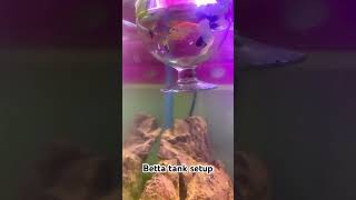 New betta tank setup  simple nd easy [upl. by Bianka126]