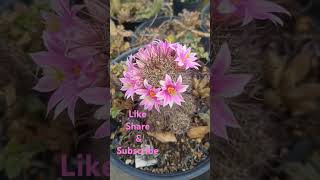 Mammillaria Mazatlanensis Cactus blooming [upl. by Aneerbas]