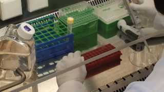 CEVEC PEI Transfection Video Protocol [upl. by Amalea]