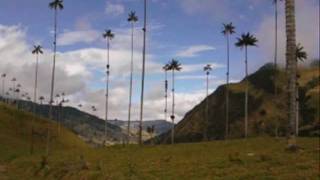 SALENTO QUINDIOVALLE DEL COCORA wmv COLOMBIA [upl. by Annnora]