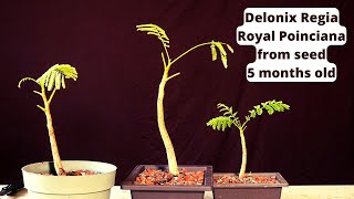 Royal Poinciana Bonsai Tree from seed Delonix Regia Flame tree Flamboyant tree [upl. by Dor940]