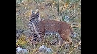 Bobcat Nebraska Sept 2024 1209pm [upl. by Allisan]