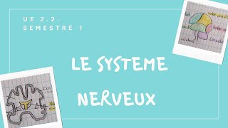 UE 22 Le système nerveux  Quoi  Où  Comment [upl. by Ahpla]