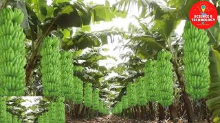 MODERN TECHNOLOGY BANANA FARM IN THE PHILIPPINES AMAZING BANANA HARVESTINGGREAT BANANA PLANTATION [upl. by Eiramave]