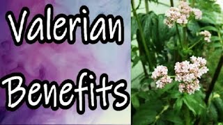 Valerian Benefits [upl. by Ilrebma]