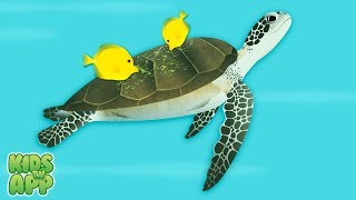 Coral Reef by Tinybop Tinybop Inc  Best App For Kids [upl. by Droc115]