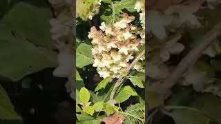 дуболистнаягортензия hydrangea quercifoliaгортензія hortensia flower garden сад garden [upl. by Robma]