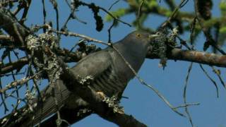 COMMON CUCKOOFinland [upl. by Anirt]